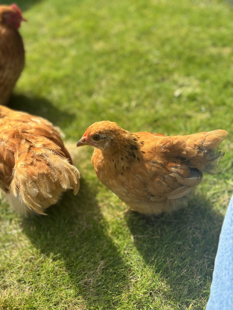 2 jonge cochin krielen