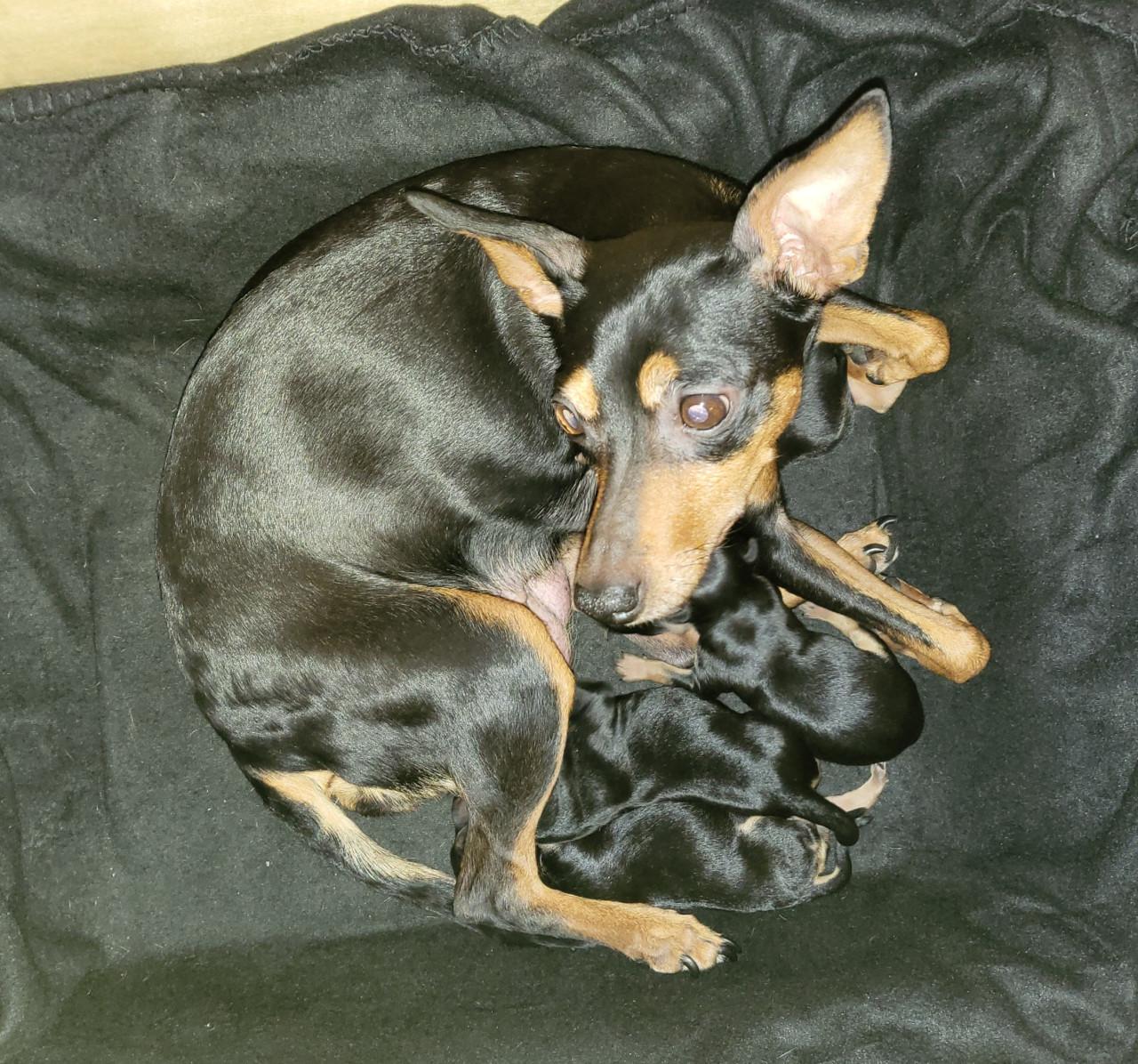 2 dwergpinscher teefjes