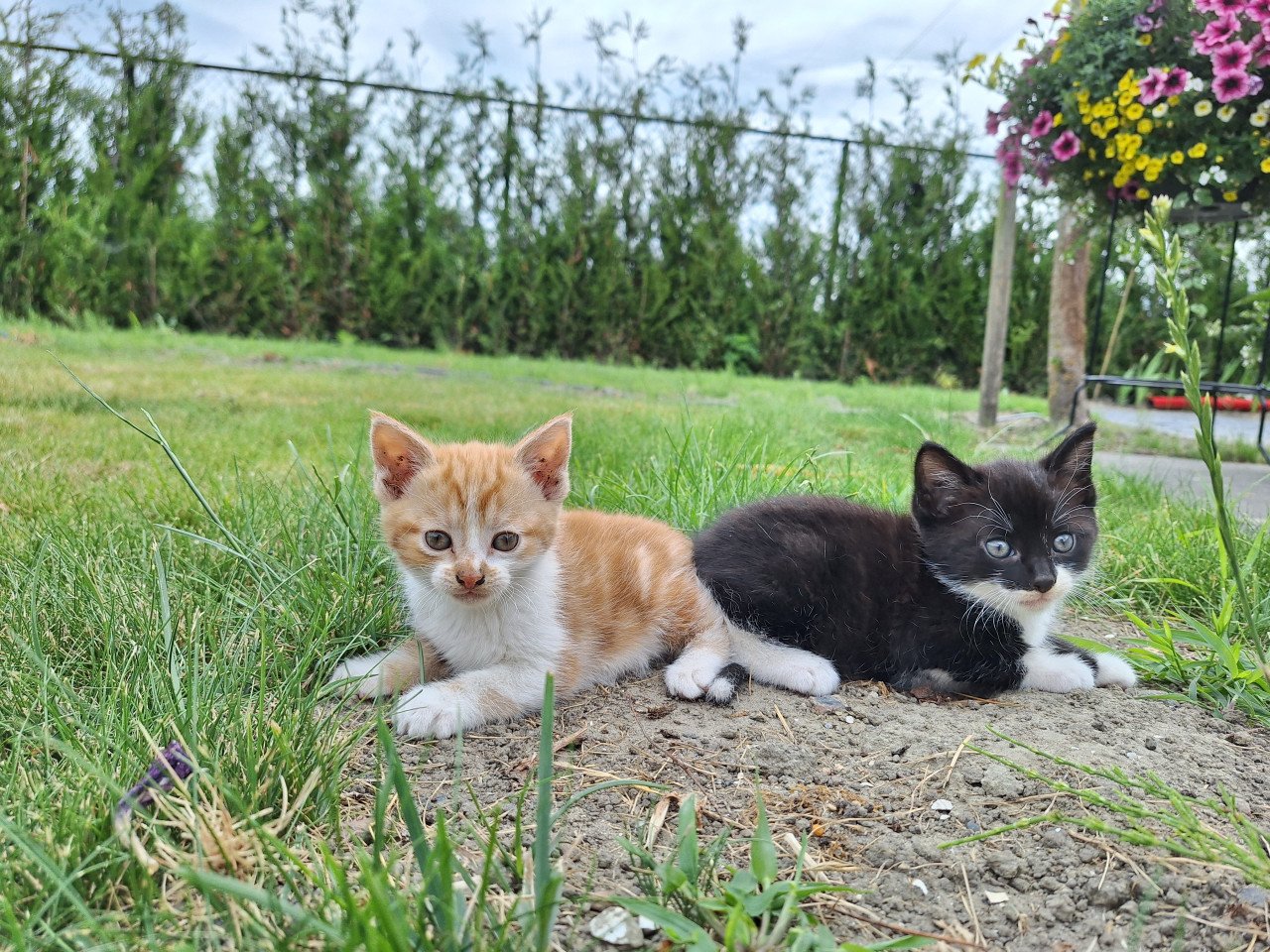 Kittens
