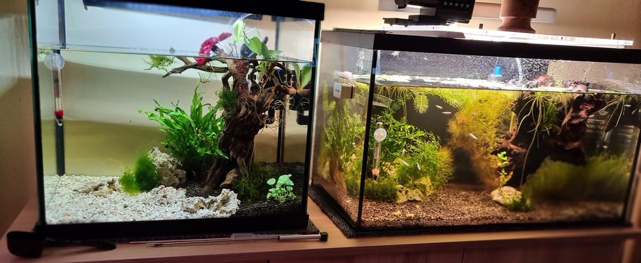 Aquarium 40 x 40, 28cm. diep