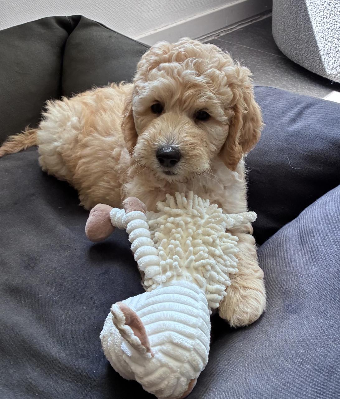 Labradoodle pups