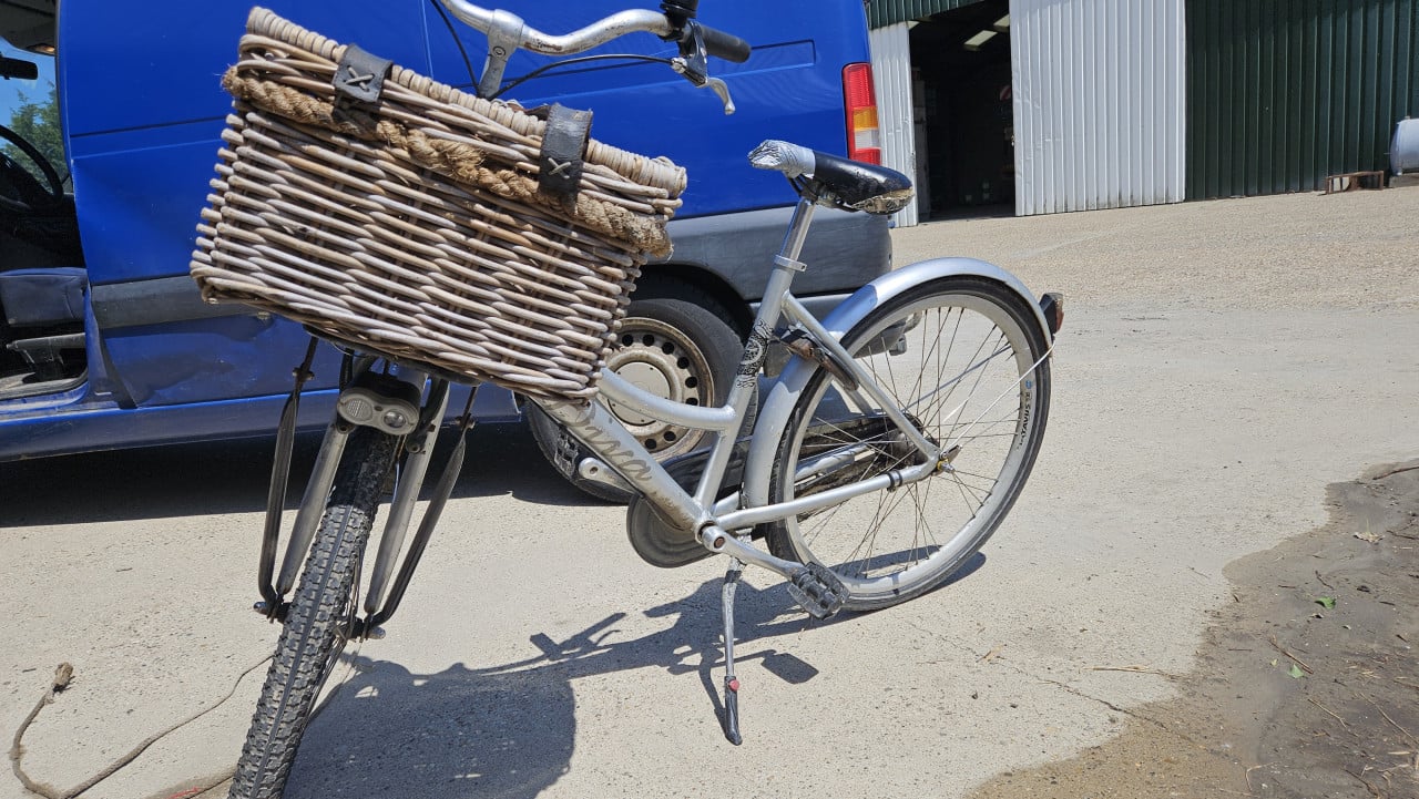 Batavus diva