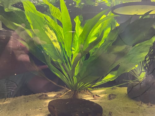 Echinodorus bleheri