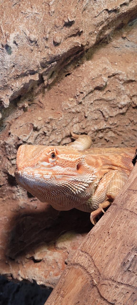 Tamme Baardagaam met terrarium