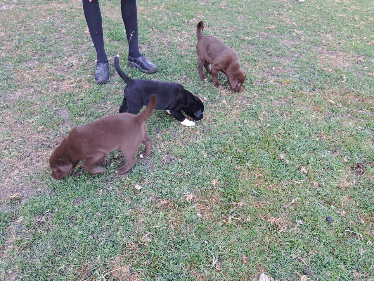 Prachtige puppies (labrador)