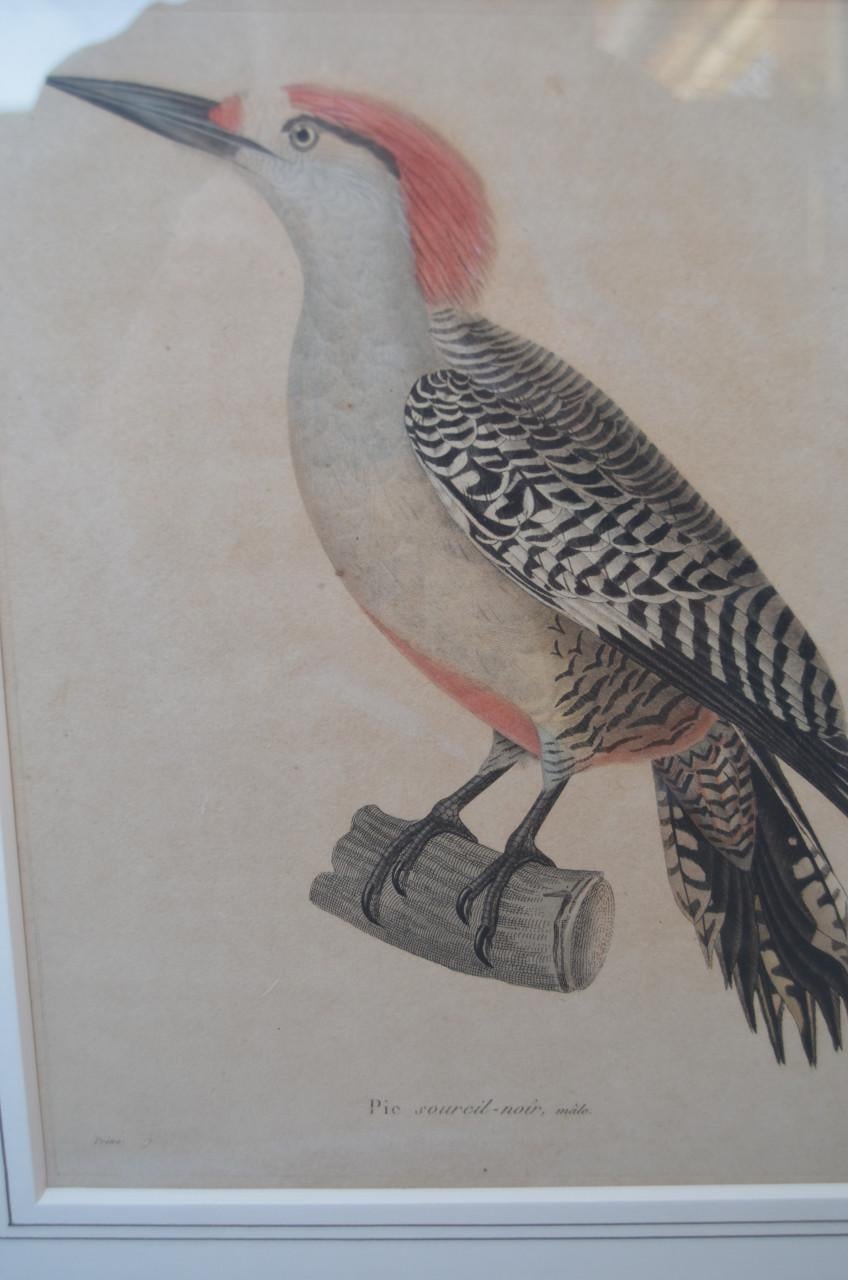 Gravure 19e eeuws van een specht, wel mooi eigenlijk