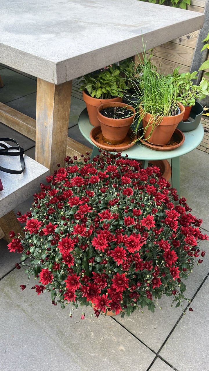 Zelf gekweekte bolchrysanten