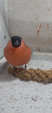 Goudvink man