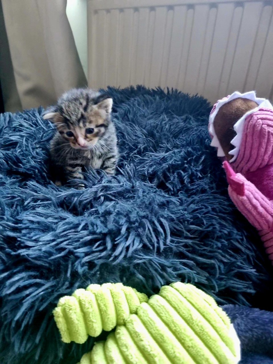 Zie jij die lieve tijger in mij (kitten)