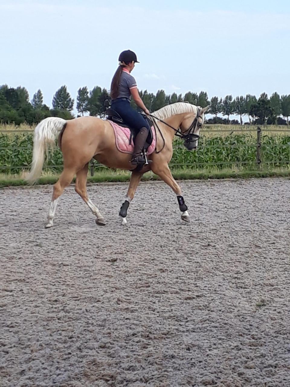 🌟 Te koop: mooie D-palominopony 🌟