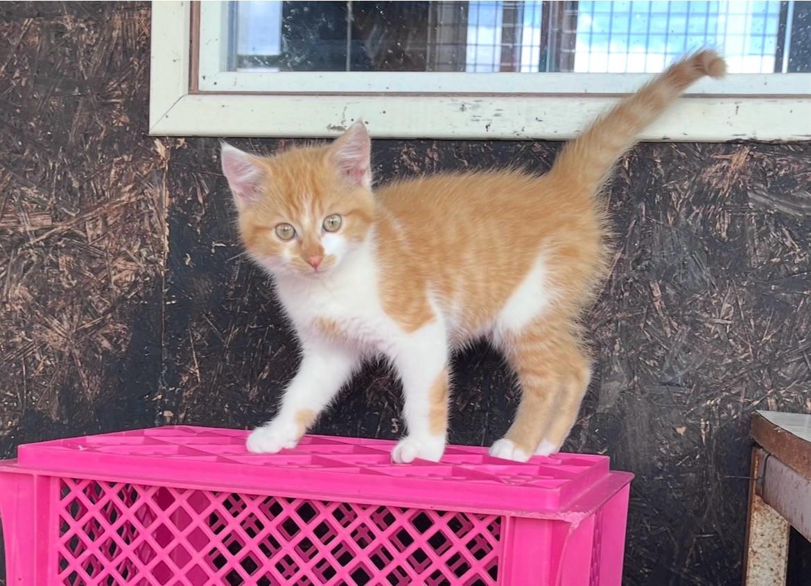 Lieve kittens te koop (GECHIPT EN GEËNT)