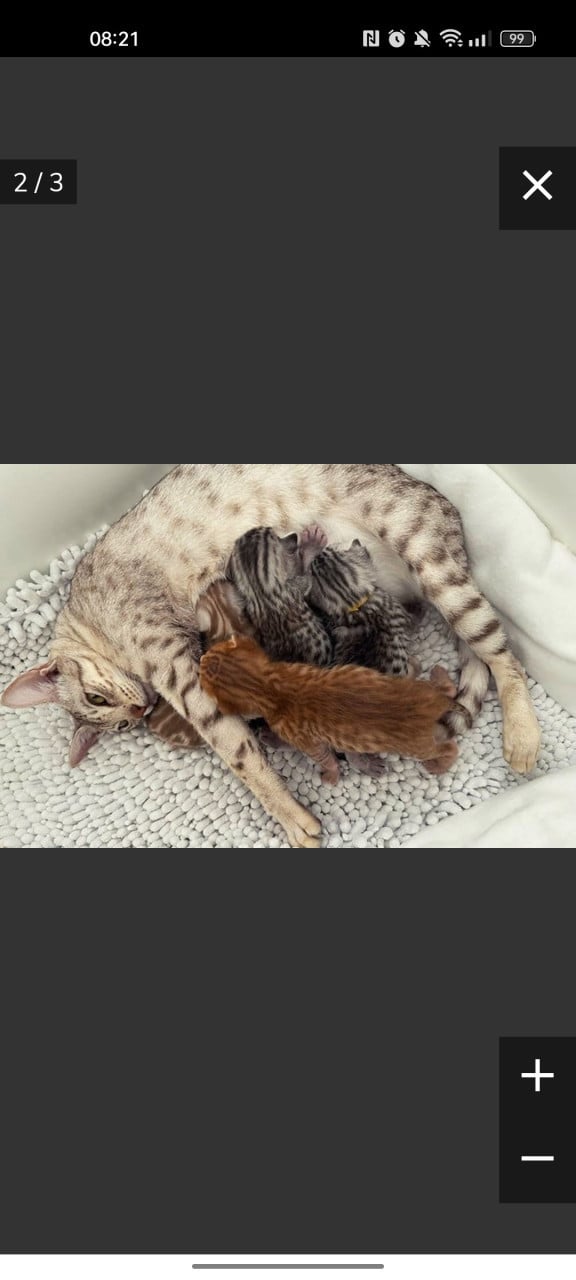 Hier geen kittens aanbetalen 😉👈 heeft verschillende nestjes 🫣