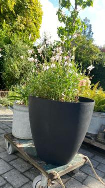 Mooie bloempot met VASTE PLANT 🌼