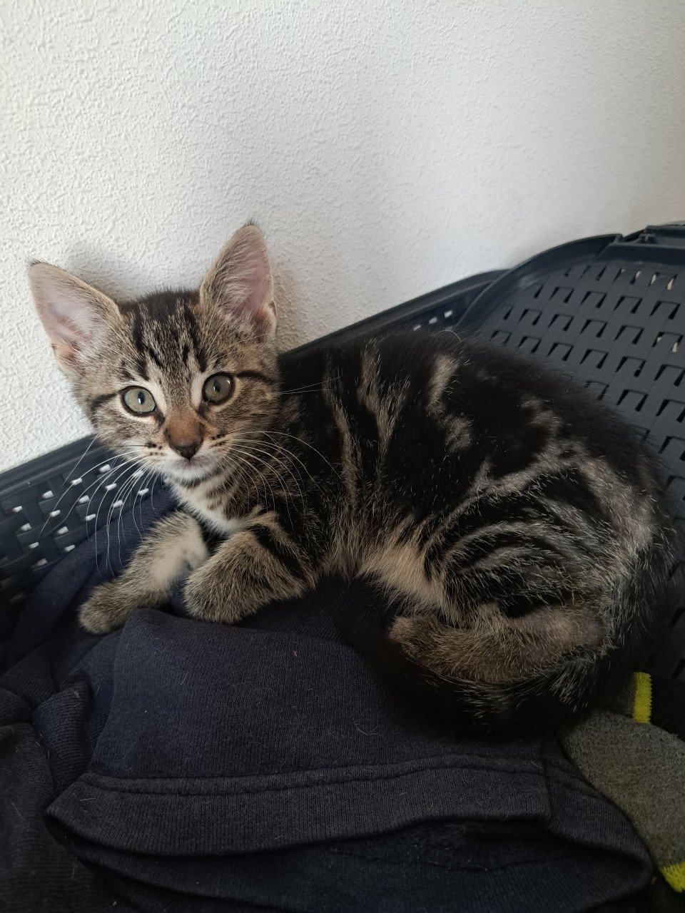 Kittens die nog een goed huisje zoeken!