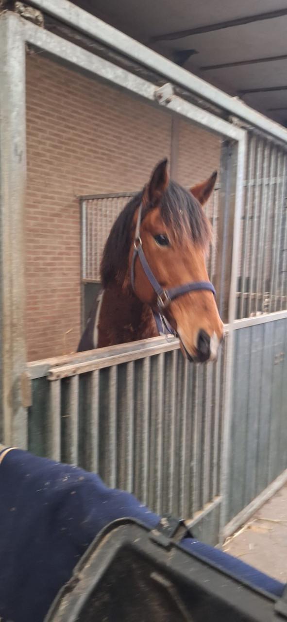 Knappe pony te koop.
