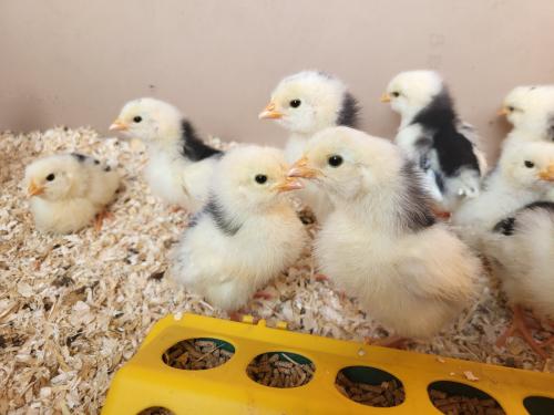 Bonte Leghorn kuikens