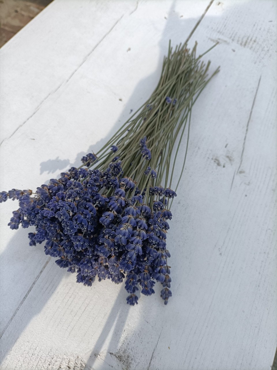 Bosje vers gedroogde lavendel
