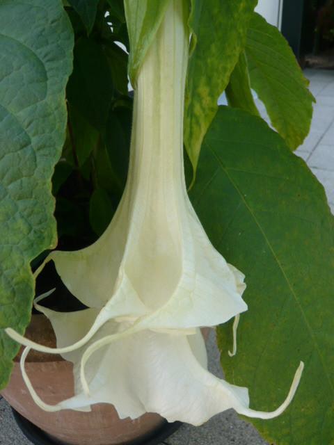 BRUGMANSIA STEKKEN DUBBEL WIT