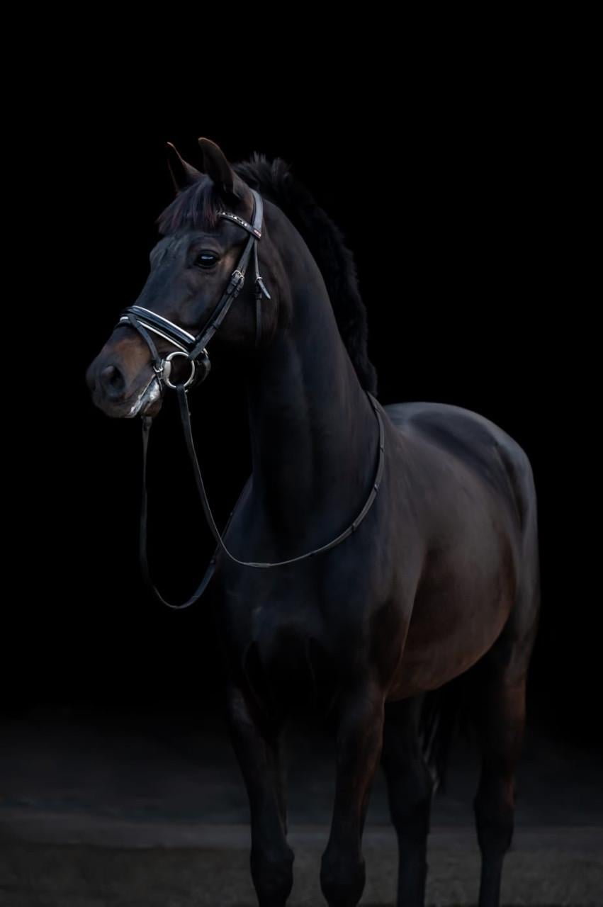 Weidemaatje paard