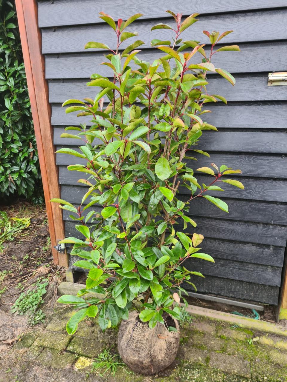 Photinia Fraseri Red Robin haagstruiken in alle maten