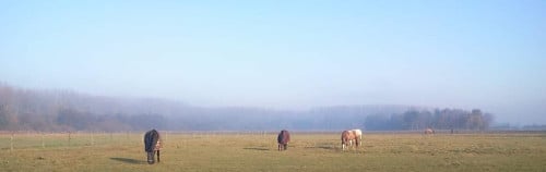 Box met weidegang te huur.