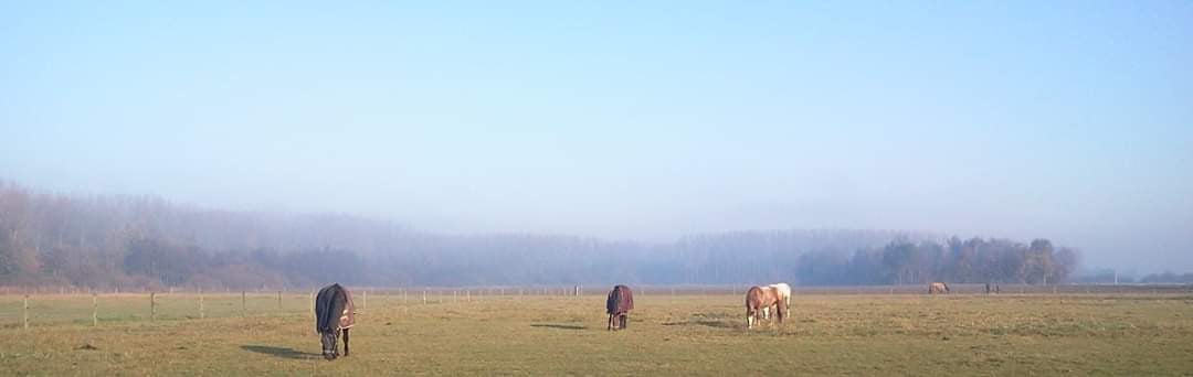 Box met weidegang te huur.