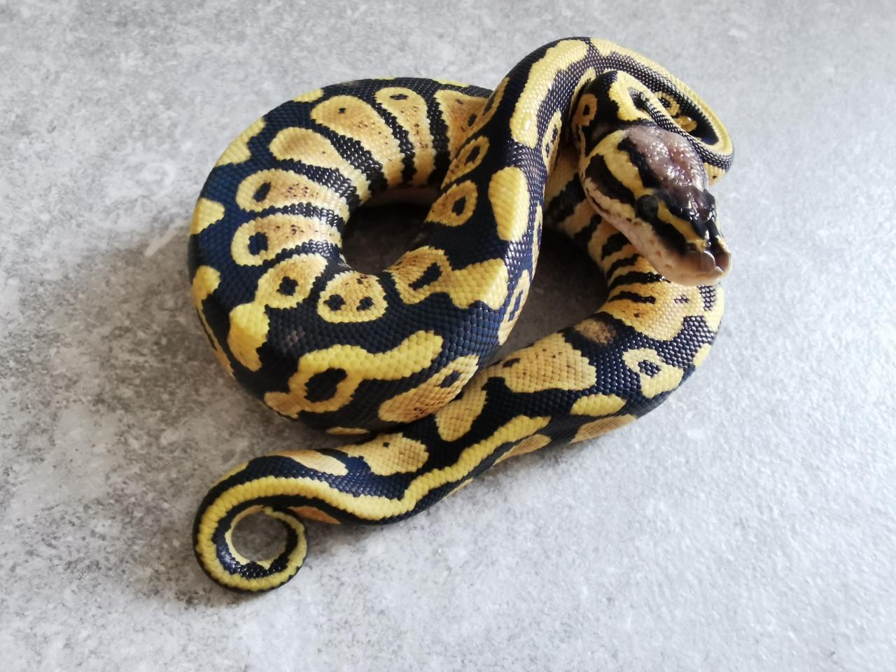 Pastel (het Clown) Koningspython  (vrouwtje)