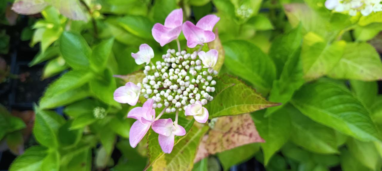Diverse soorten Hortensia’s in pot, staan nu prachtig in bloei !