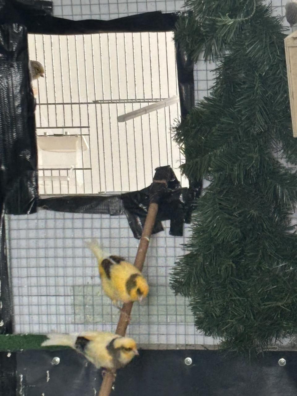 Kanaries (gereserveerd)