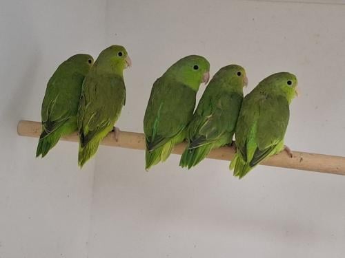 Groenstuit dwergpapegaaitjes