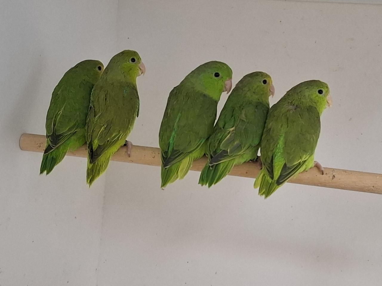 Groenstuit dwergpapegaaitjes