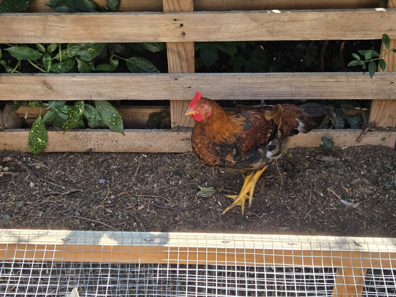 Prachtige Araucana haan