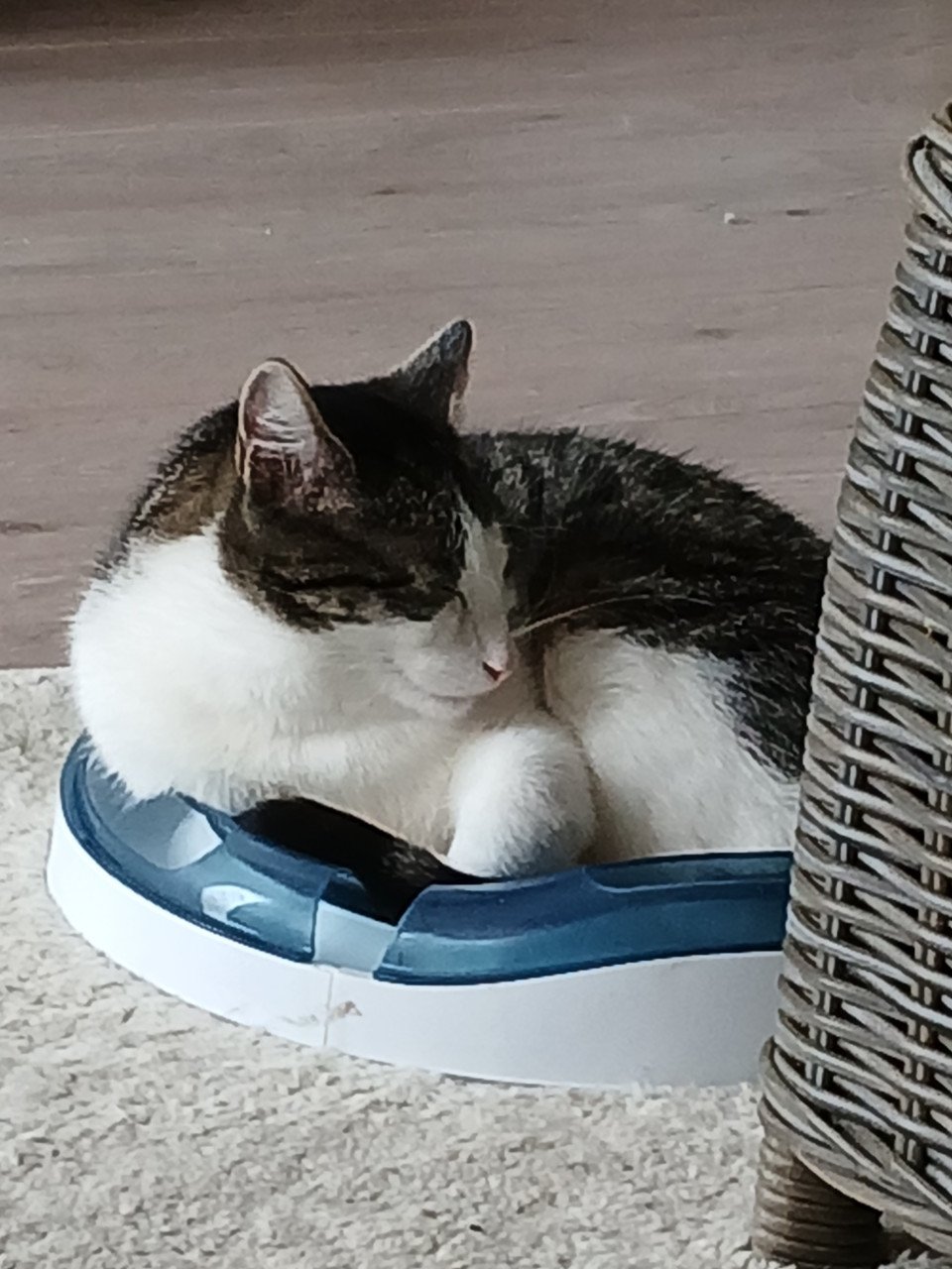 2 katten gecastreerd , gechipped , gevaccineerd , ontwormd