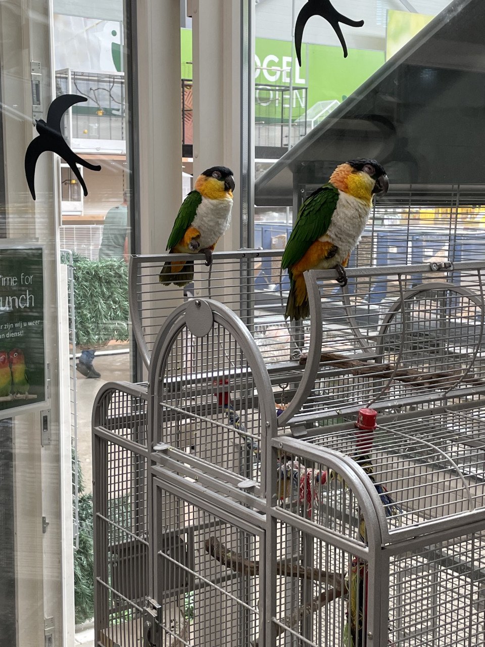 Koppel tamme zwartkopcaique’s