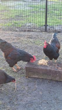 Dubbelgezoomde barnevelder haan (2 stuks)