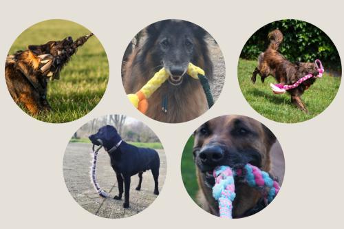 Speelplezier voor elke hond – Tugfun tugs