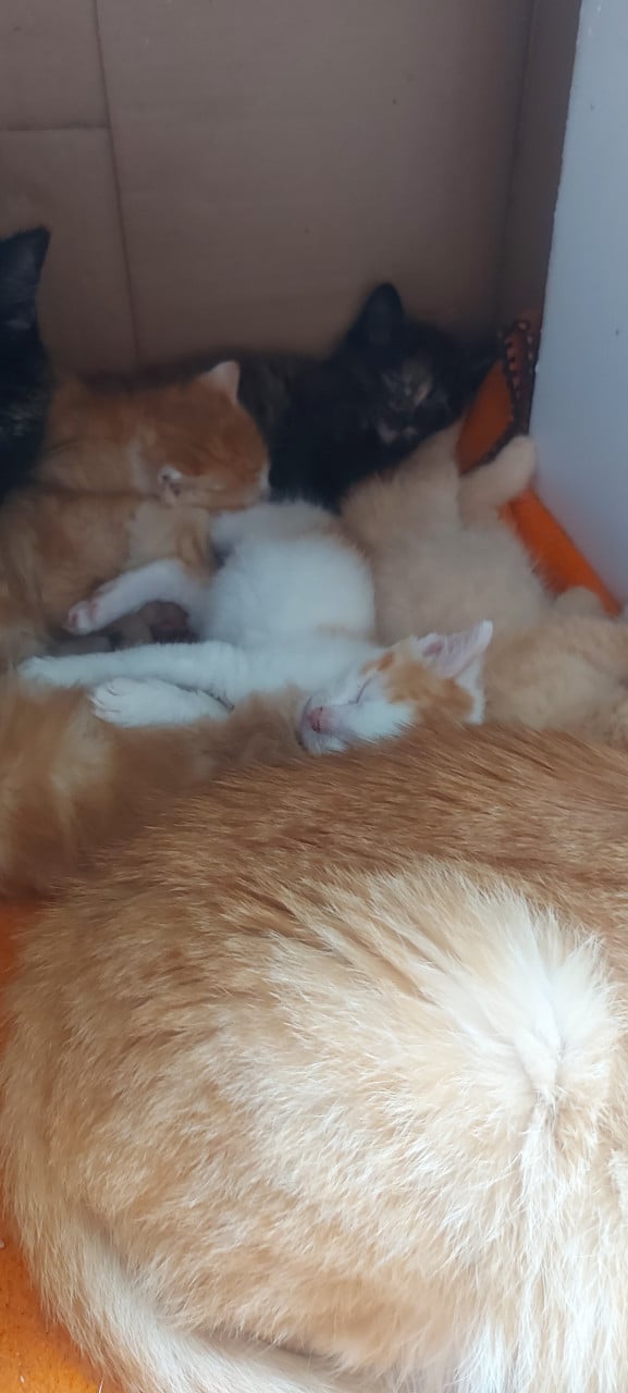 Nestje kittens