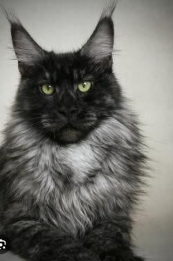 Gezocht maine coon kitten (2027)
