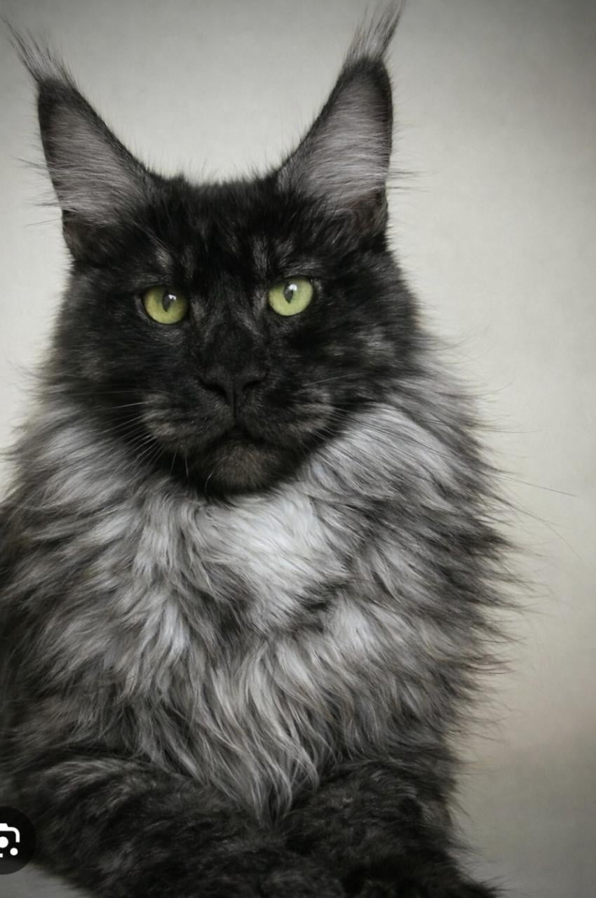 Gezocht maine coon kitten (2027)