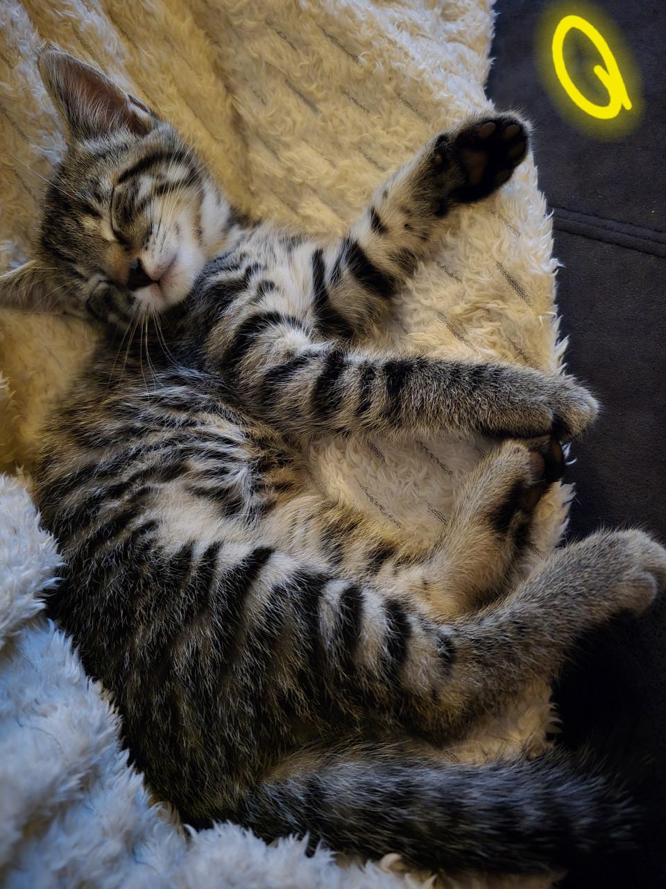 Gebroeders Knuffel en Truffel op zoek naar een nieuwe hoekbank