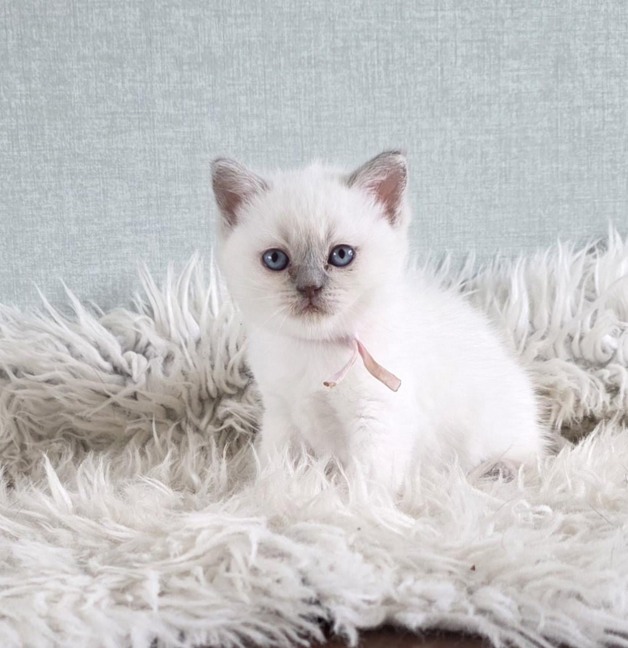 Brits korthaar en langhaar kitten lilac-point