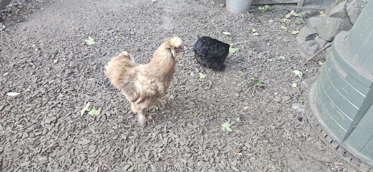 Zijdehoen haan zoekt een goed huisje!