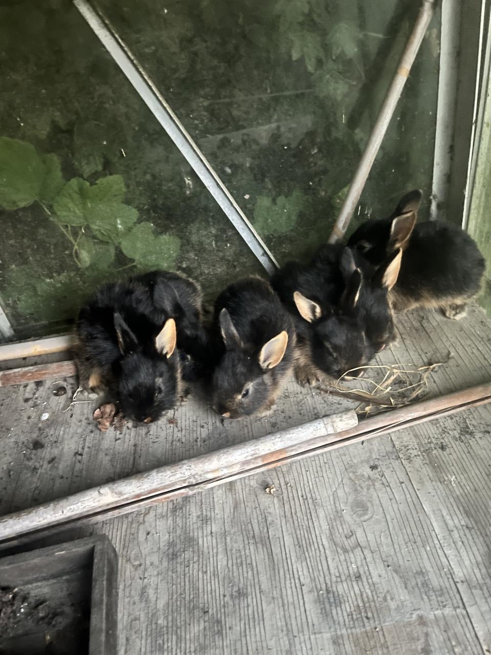 Baby konijnen te koop