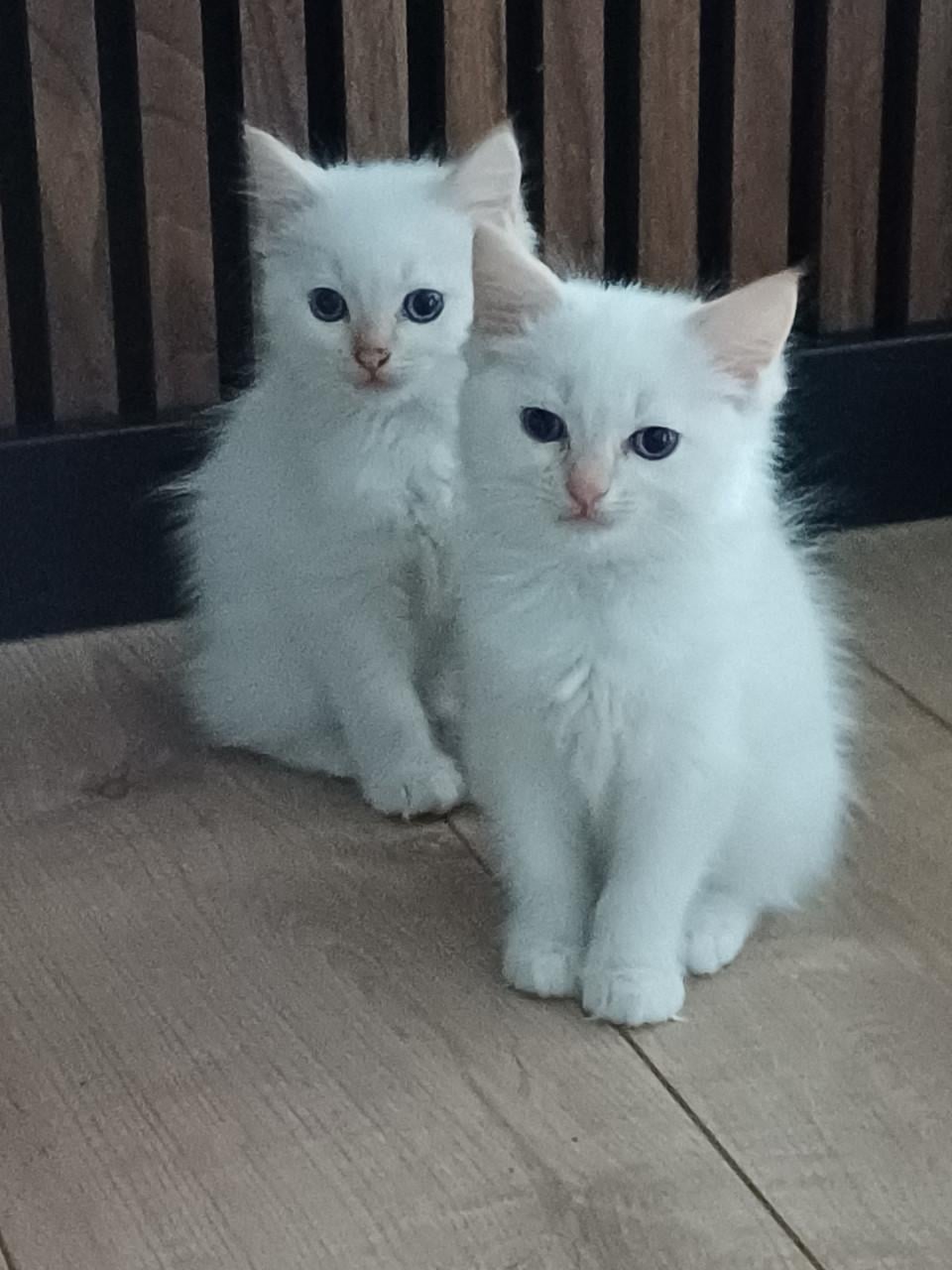 Super leuke Ragdoll kittens met stamboom beschikbaar.