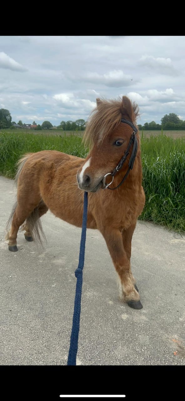 2 lieve shetlanders te koop