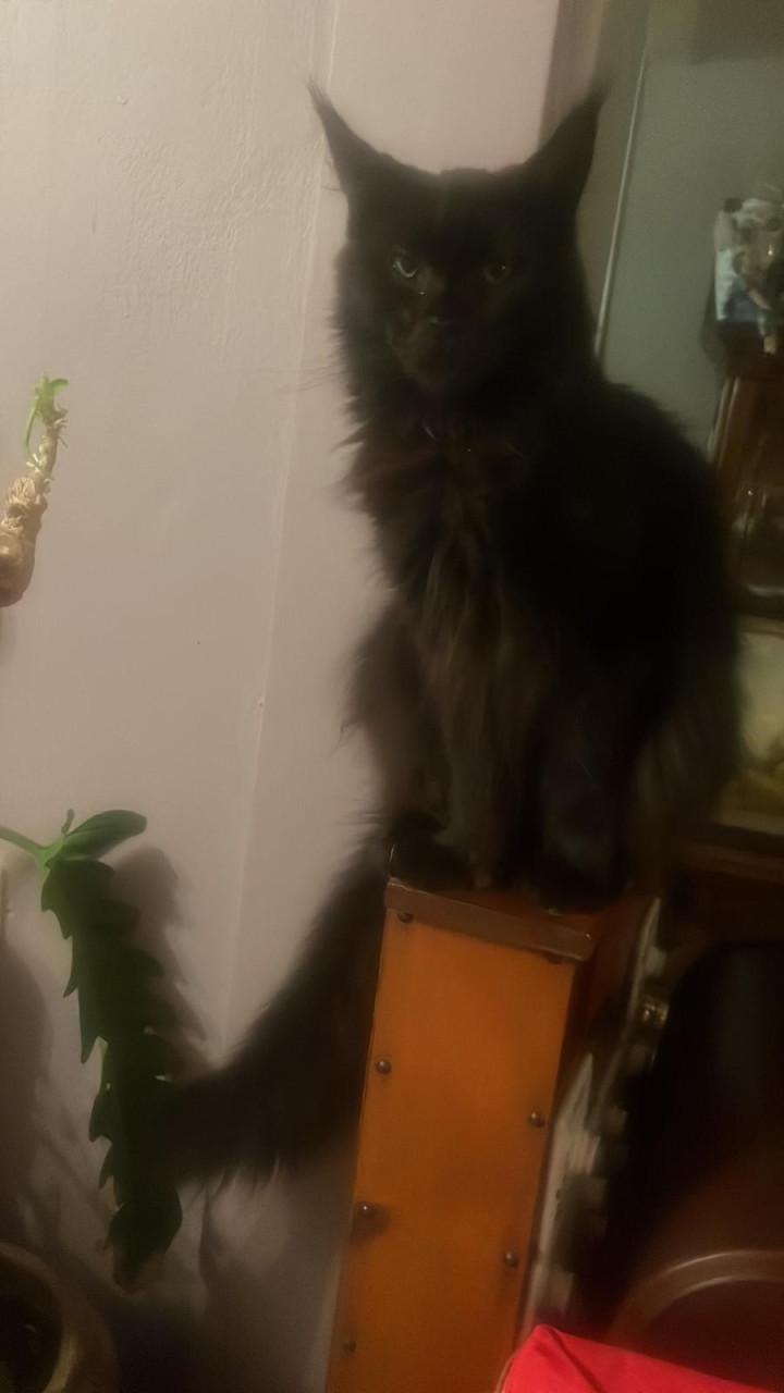 Prachtige Maincoon kittens