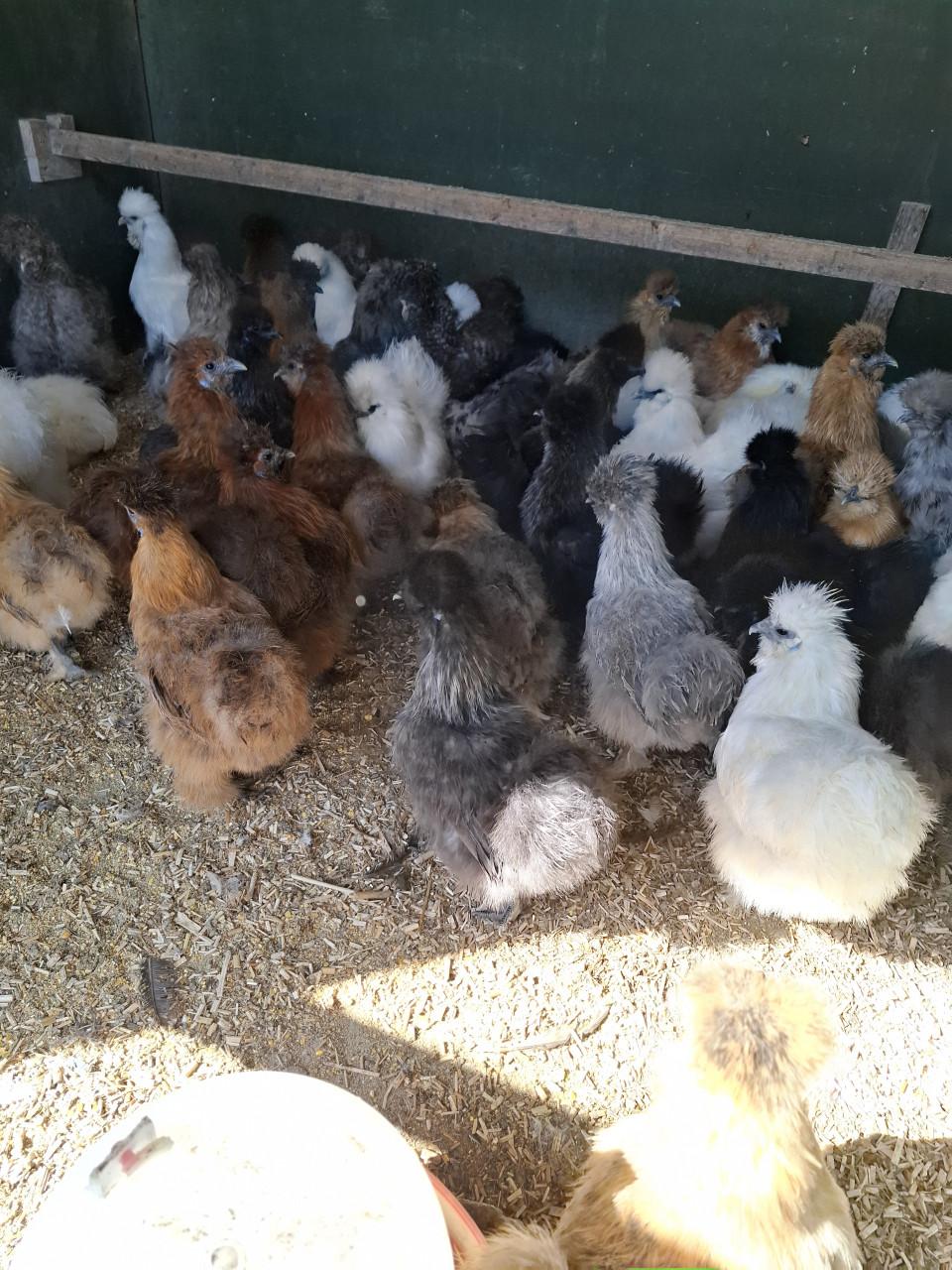 Zeer ruime keuze zijdehoen hennen