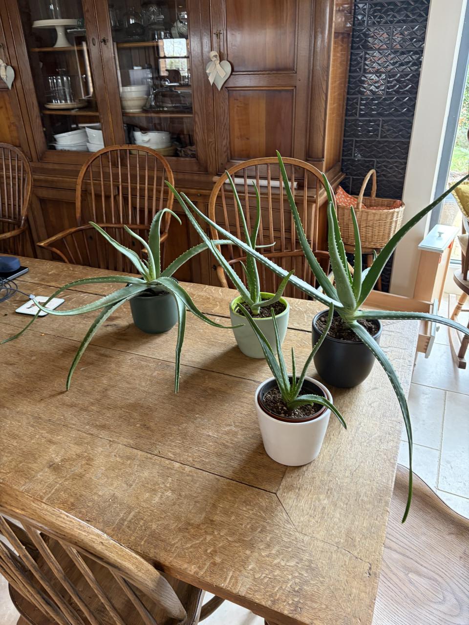 Aloe vera planten