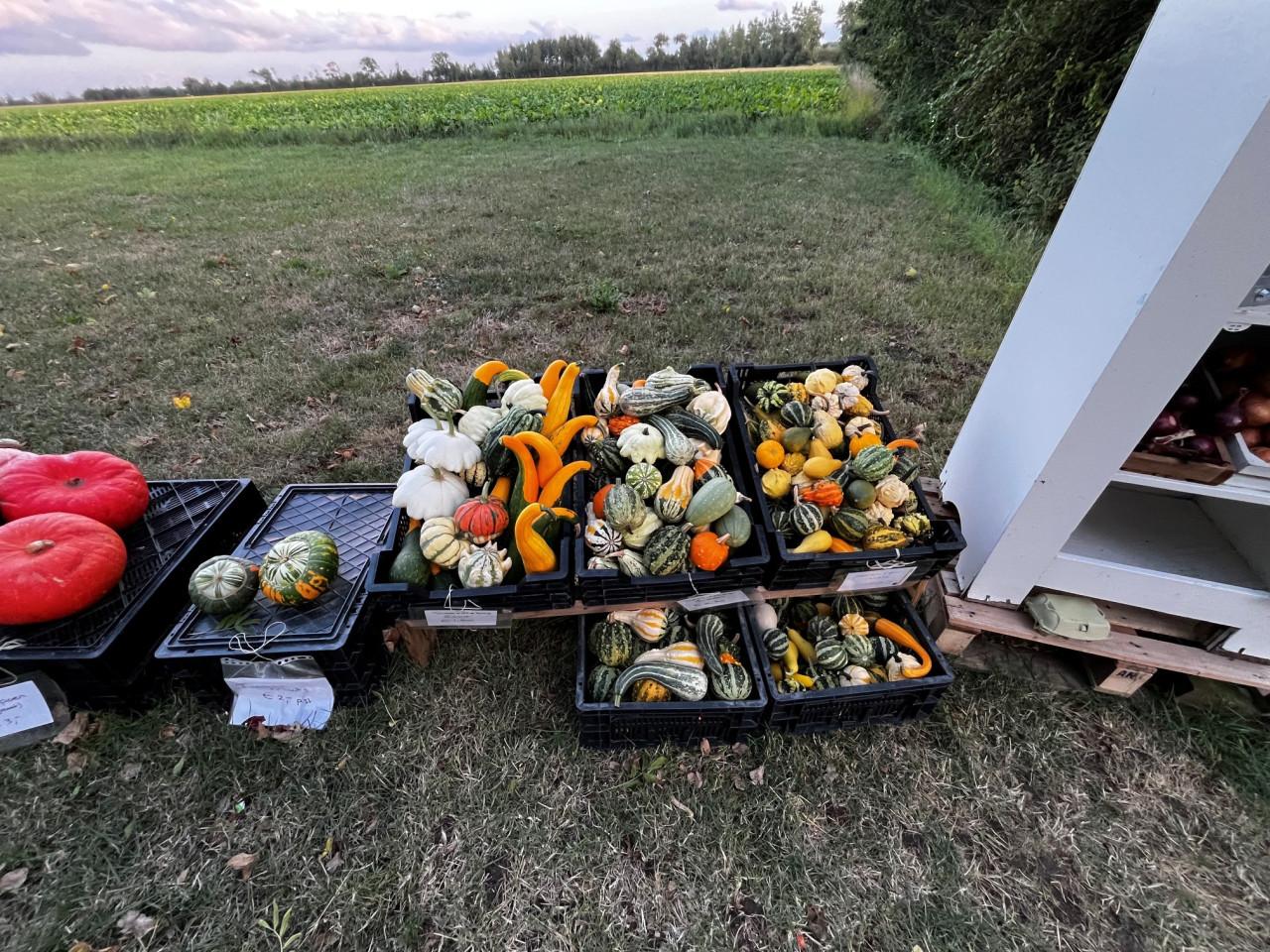 Pompoenen en kalebassen