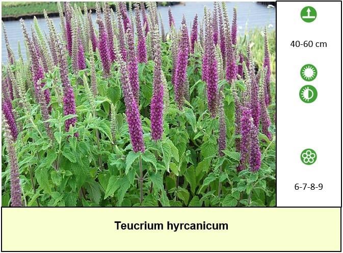 Mooie bijen,- en vlinderplanten in ons kraampje voor € 1,25 s/st. ++ TIP ++